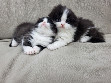 Cuccioli di SCOTTISH word champion