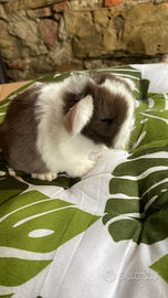 Cuccioli coniglio minilop split avana