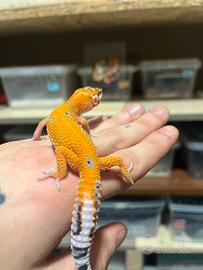 Geco leopardino