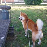 Shiba Inu 5 anni