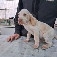 Cucciola Bracco Italiano