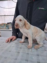Cucciola Bracco Italiano