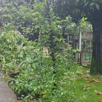 piante di fico, gelso, carpino e altre essenze