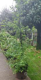 piante di fico, gelso, carpino e altre essenze