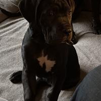 Cucciola corso con pedigree