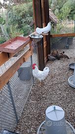 Gallo incrocio Livornese