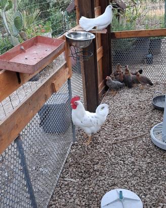 Gallo incrocio Livornese