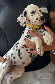 Dalmata cucciolo