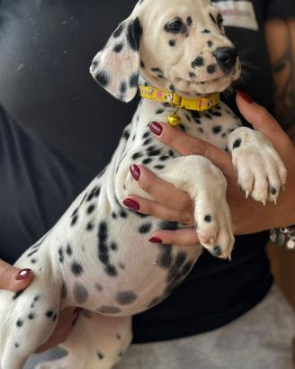 Dalmata cucciolo