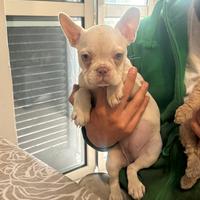 Cucciola Buldog
