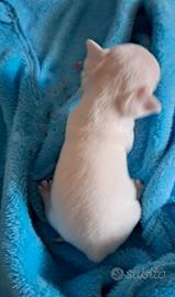 Chihuahua cucciolo