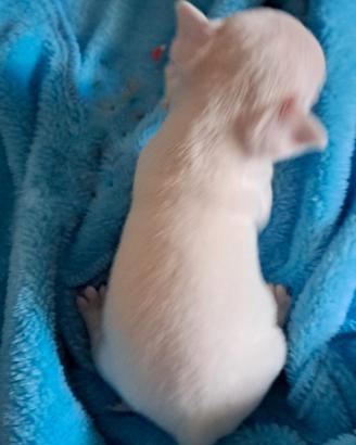 Chihuahua cucciolo