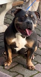 American Bully