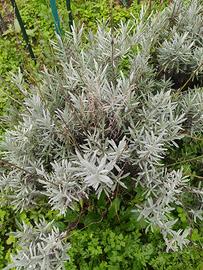 piante di lavanda