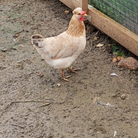 Galline