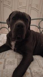 cane corso