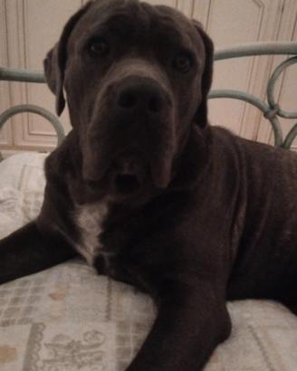 cane corso
