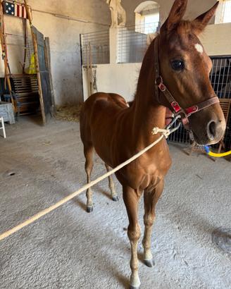 Quarter horse