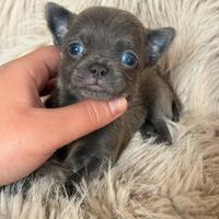 Chihuahua mini