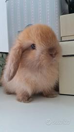 Meravigliosi cuccioli coniglio nano di razza