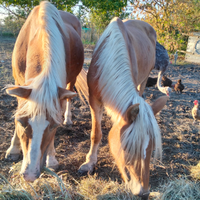 Coppia di haflinger