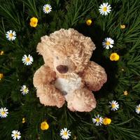 Orsacchiotto di pelouche