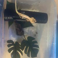Geco cilliatus