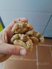 Tartarughe Geochelone Sulcata Baby