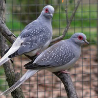 Tortorelle Diamantine