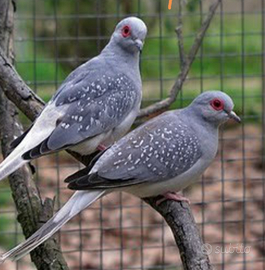 Tortorelle Diamantine