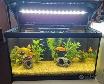 ACQUARIO COMPLETO 