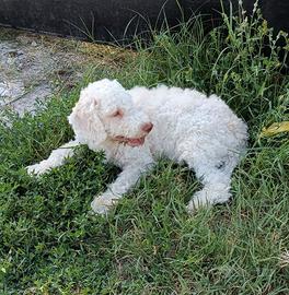 Cani da tartufo lagotto romagnolo