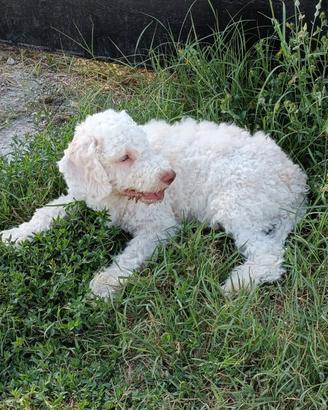 Cani da tartufo lagotto romagnolo