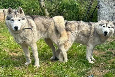 Cuccioli di Husky
