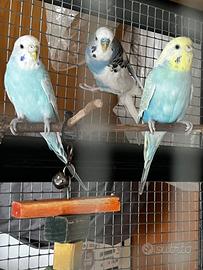 Cocorite