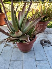 Aloe vera gigante in terracotta – pianta ornamenta