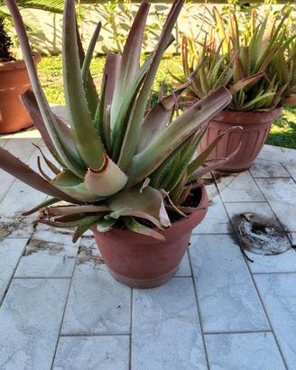 Aloe vera gigante in terracotta – pianta ornamenta