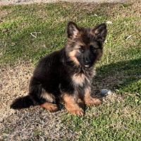 Cuccioli pastore tedesco