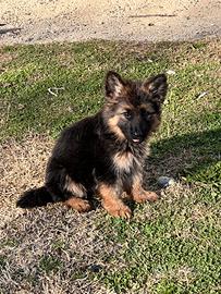 Cuccioli pastore tedesco
