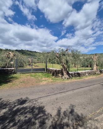 Uliveto zona vigne Santa Maria di Licodia