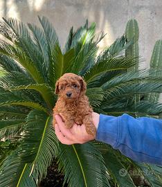 Barboncini mini mini toy rossi red da tea cup
