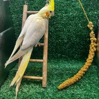 Calopsite allevato a mano