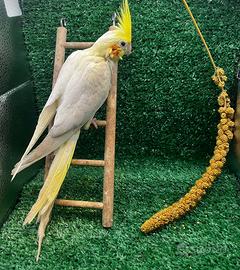 Calopsite allevato a mano