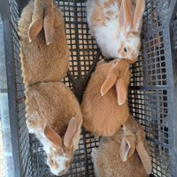 Coniglio incrocio fulvo nuova Zelanda