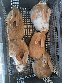 Coniglio incrocio fulvo nuova Zelanda