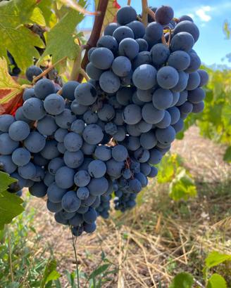 Uve da vino bianco e nero