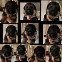 Cuccioli Pastore Tedesco