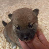 Cuccioli shiba inu