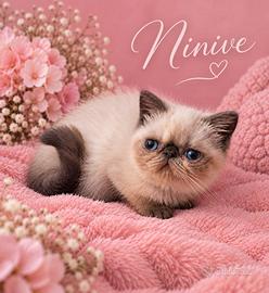 Cucciola Exotic Shorthair