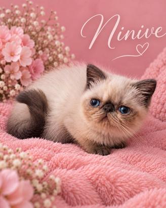 Cucciola Exotic Shorthair